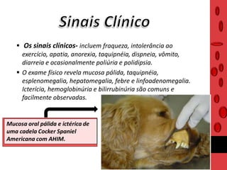  Os sinais clínicos- incluem fraqueza, intolerância ao
exercício, apatia, anorexia, taquipnéia, dispneia, vômito,
diarreia e ocasionalmente poliúria e polidipsia.
 O exame físico revela mucosa pálida, taquipnéia,
esplenomegalia, hepatomegalia, febre e linfoadenomegalia.
Icterícia, hemoglobinúria e bilirrubinúria são comuns e
facilmente observadas.
 