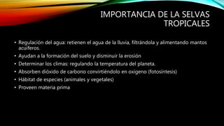 IMPORTANCIA DE LA SELVAS
TROPICALES
• Regulación del agua: retienen el agua de la lluvia, filtrándola y alimentando mantos
acuíferos.
• Ayudan a la formación del suelo y disminuir la erosión
• Determinar los climas: regulando la temperatura del planeta.
• Absorben dióxido de carbono convirtiéndolo en oxigeno (fotosíntesis)
• Hábitat de especies (animales y vegetales)
• Proveen materia prima
 