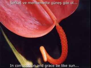 Şefkat ve merhamette güneş gibi ol... In compassion and grace be like sun... 