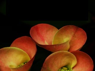 Me doy permiso para dejar que se desvanezcan los miedos que me infundieron mis padres y las personas que me educaron. El mundo no es sólo hostilidad, engaño o agresión: hay también mucha belleza y alegría inexplorada. Decido abandonar los miedos conocidos y me arriesgo a explorar las aventuras por conocer. 