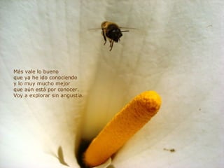 Más vale lo bueno que ya he ido conociendo y lo muy mucho mejor que aún está por conocer. Voy a explorar sin angustia. 