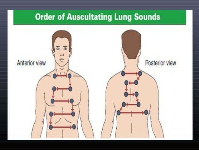 listen to lung sounds listen to lung sounds