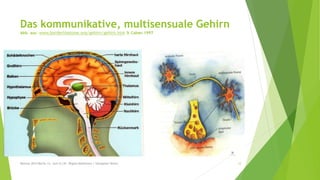 Das kommunikative, multisensuale Gehirn
Abb. aus: www.borderlinezone.org/gehirn/gehirn.htm & Cohen 1997
Mexcon 2014 Berlin 12. Juni (C) Dr. Regina Mahlmann / Hanspeter Reiter 12
 
