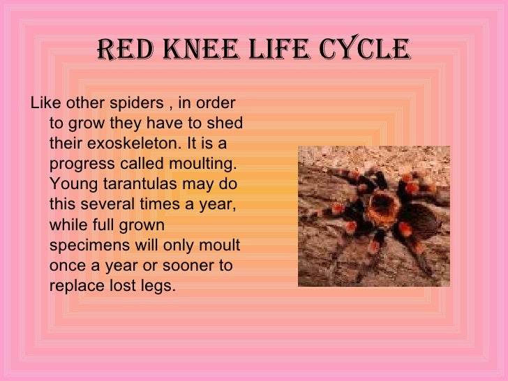 Mexican Red Knee Tarantula Presentation Georgia