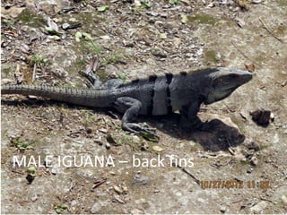 MALE IGUANA – back fins
 