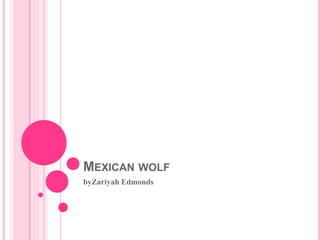 MEXICAN WOLF
byZariyah Edmonds
 