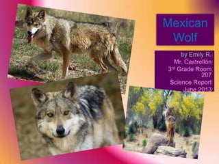 Mexican
Wolf
by Emily R.
Mr. Castrellón
3rd Grade Room
207
Science Report
June 2013
 