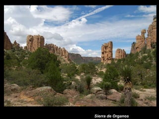 Sierra de Organos 