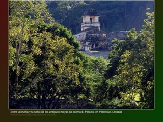 Entre la bruma y la selva de los antiguos mayas se asoma El Palacio, en Palenque, Chiapas Foto © Gloria Ortega Villanueva (01/01/2009) 