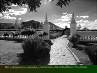 El sol inunda de pulcritud el acceso desde la ex hacienda hacia los viñedos de Casa Madero en Parras, Coahuila Foto © Juan Carlos Romo y López Guerrero (20/10/2007) 