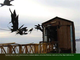 Tijeretas alzan el vuelo entre la bruma y ruidosos aleteos, en la mina Rofomex, bahía de La Paz, Baja California Sur Foto © Jesús Muñoz González  