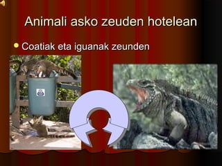 Animali asko zeuden hoteleanAnimali asko zeuden hotelean
?Coatiak eta iguanak zeundenCoatiak eta iguanak zeunden
 