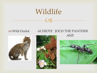 
 Wild Ocelot ACHIOTE JOCH THE PANTHER
 ANT
Wildlife
 