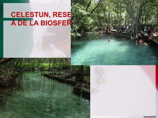 CELESTUN, RESERV
A DE LA BIOSFERA

 