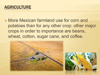 AGRICULTURE 
 More Mexican farmland use for corn and 
potatoes than for any other crop: other major 
crops in order to importance are beans, 
wheat, cotton, sugar cane, and coffee. 
 