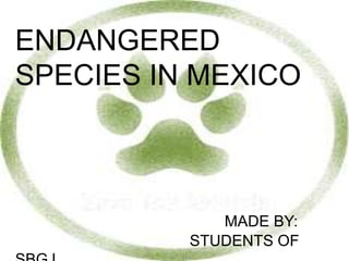 ENDANGERED
SPECIES IN MEXICO
MADE BY:
STUDENTS OF
 