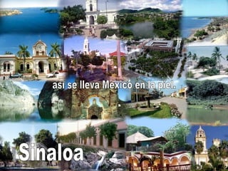 Sinaloa así se lleva México en la piel. 
