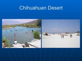 Chihuahuan Desert 