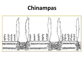 Chinampas

 