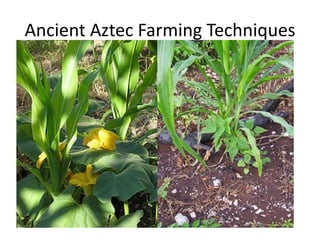 Ancient Aztec Farming Techniques

 