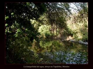 La tranquilidad del agua, arroyo en Tapalehui, Morelos
 