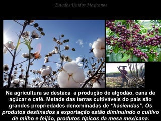 Estados Unidos Mexicanos Na agricultura se destaca  a produção de algodão, cana de açúcar e café. Metade das terras cultiváveis do país são grandes propriedades denominadas de  “haciendas”. Os produtos destinados a exportação estão diminuindo o cultivo de milho e feijão, produtos típicos da mesa mexicana. 