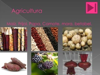 Maíz, Frijol, Papa, Camote, mora, betabel.

 