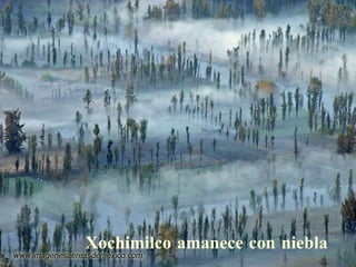 Xochimilco amanece con niebla 