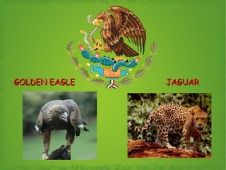 GOLDEN EAGLE  JAGUAR 
