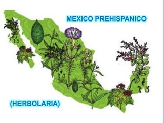 MEXICO PREHISPANICO
(HERBOLARIA)
 