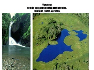 Veracruz Región pantanoso cerca Tres Zapotes,  Santiago Tuxtla, Veracruz 