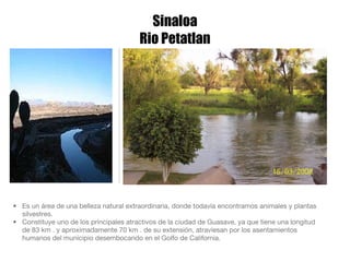 Sinaloa Rio Petatlan Es un área de una belleza natural extraordinaria, donde todavía encontramos animales y plantas silvestres.  Constituye uno de los principales atractivos de la ciudad de Guasave, ya que tiene una longitud de 83 km . y aproximadamente 70 km . de su extensión, atraviesan por los asentamientos humanos del municipio desembocando en el Golfo de California.  