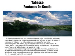 Tabasco Pantanos De Centla Los Pantanos de Centla son una extensión de tierras bajas y humedales, declarada como área protegida con categoría de Reserva de la Biosfera; se ubica en el estado mexicano de Tabasco y es el humedal más extenso de Norteamerica La reserva posee 302 mil has, repartidas entre los municipios tabasqueños de Centla, Jonuta y Macuspana y con diferentes grados de protección. Fue decretada como Reserva de la Biósfera el 6 de agosto de 1992. Los ecosistemas que contiene presentan una gran biodiversidad, particularmente de especies animales de agua dulce, en especial invertebrados, quelonios y otros reptiles; así como comunidades de plantas. hidrófitas, como el lirio acuático y el tipo de vegetación conocido como popal 