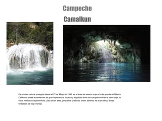 Es un área natural protegida desde el 22 de Mayo de 1989, es el área de reserva tropical más grande de México. Calakmul poseé ecosistemas de gran importancia, riqueza y fragilidad entre los que predominan la selva baja, la selva mediana subperenifolia y las selvas altas, pequeñas praderas, áreas abiertas de acahuales y áreas forestales de bajo manejo Campeche Camalkun 