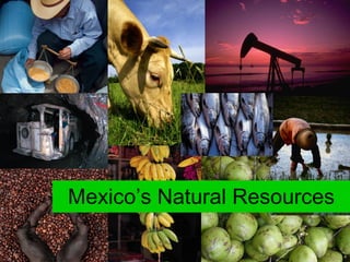 Mexico’s Natural Resources ’ 