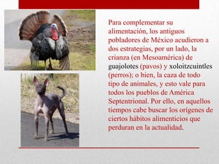 Para complementar su
alimentación, los antiguos
pobladores de México acudieron a
dos estrategias, por un lado, la
crianza (en Mesoamérica) de
guajolotes (pavos) y xoloitzcuintles
(perros); o bien, la caza de todo
tipo de animales, y esto vale para
todos los pueblos de América
Septentrional. Por ello, en aquellos
tiempos cabe buscar los orígenes de
ciertos hábitos alimenticios que
perduran en la actualidad.

 