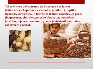 Tal es el caso del consumo de insectos y sus larvas
(chinicuiles, chapulines, escamoles, jumiles...); reptiles
(iguanas, serpientes...); batracios (ranas, axolotes...); peces
(boquerones, charales, pescado blanco...); mamíferos
(ardillas, tejones, venados...) y aves (chichicuilotas, patos,
codornices y otras).

 