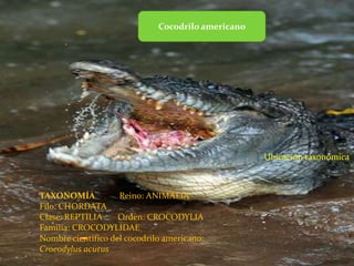 Cocodrilo americanoUbicacióntaxonómicaTAXONOMÍA           Reino: ANIMALIA          Filo: CHORDATA Clase: REPTILIA       Orden: CROCODYLIA         Familia: CROCODYLIDAE Nombre científico del cocodrilo americano: Crocodylusacutus