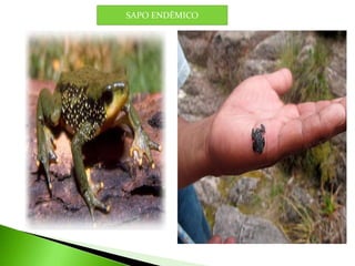 SAPO ENDÈMICO