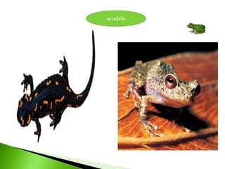 urodelo