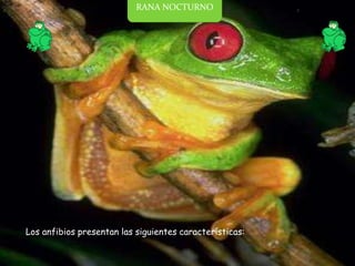 RANA NOCTURNO  Los anfibios presentan las siguientes características:        