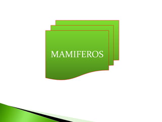 MAMIFEROS