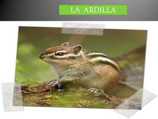 LA  ARDILLA