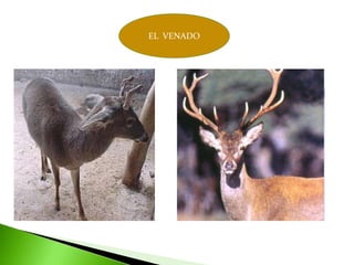 EL  VENADO