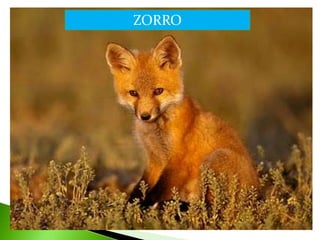 ZORRO