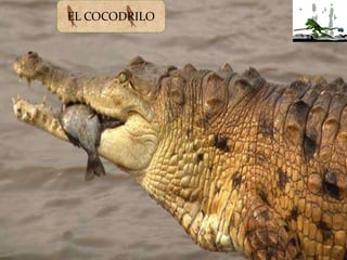 EL COCODRILO