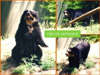 OSO DE ANTEOJOS