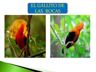 EL GALLITO DE LAS  ROCAS