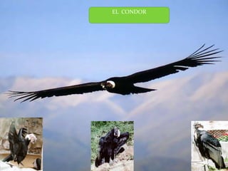 EL  CONDOR