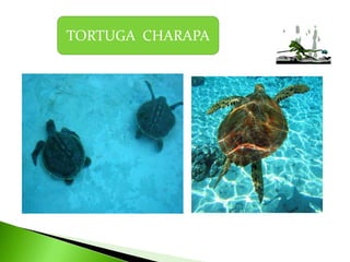 TORTUGA  CHARAPA